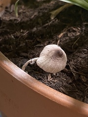 Leucocoprinus ianthinus