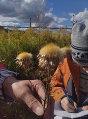 Carlina biebersteinii