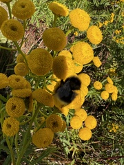 Bombus bohemicus