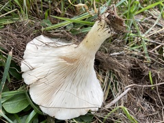 Hohenbuehelia petaloides