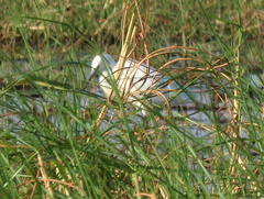 Egretta garzetta garzetta