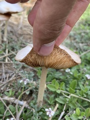 Bolbitius coprophilus