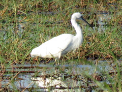 Egretta garzetta garzetta