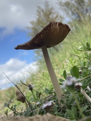 Bolbitius coprophilus