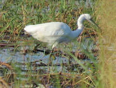 Egretta garzetta garzetta