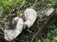 Hohenbuehelia petaloides