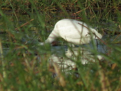 Egretta garzetta garzetta