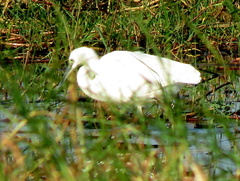 Egretta garzetta garzetta