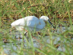 Egretta garzetta garzetta