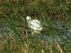 Egretta garzetta garzetta