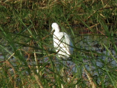 Egretta garzetta garzetta