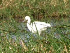 Egretta garzetta garzetta