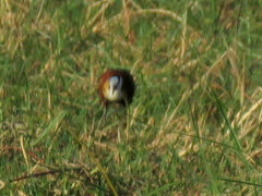 Actophilornis africanus