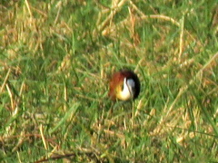 Actophilornis africanus