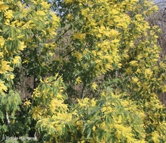 Acacia dealbata