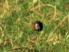 Actophilornis africanus