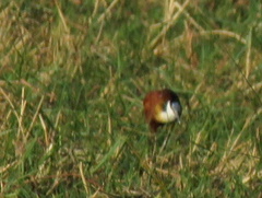 Actophilornis africanus