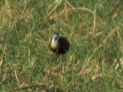 Actophilornis africanus