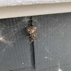 Araneus