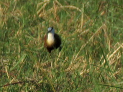 Actophilornis africanus