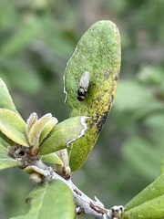 Milichiidae