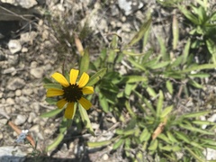 Rudbeckia missouriensis