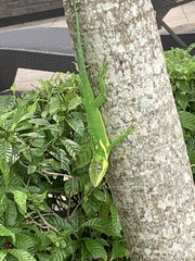 Anolis equestris