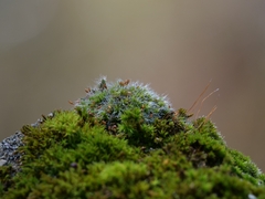 Grimmia pulvinata