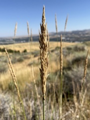 Leymus cinereus