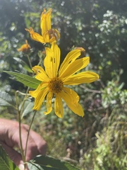 Helianthus grosseserratus