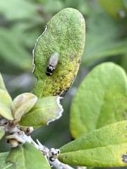 Milichiidae
