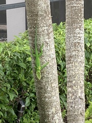 Anolis equestris