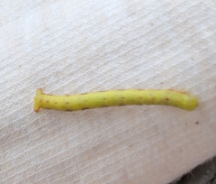 Melanolophia canadaria