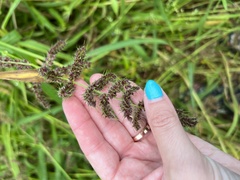 Echinochloa muricata