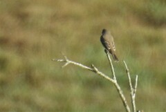 Muscicapa striata
