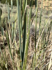 Leymus cinereus