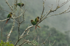 Pyrrhura frontalis