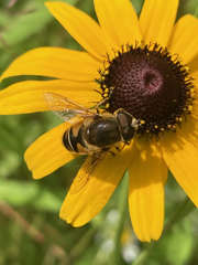 Eristalis nemorum