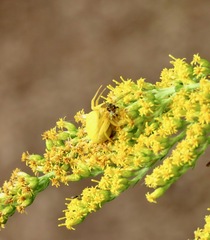 Thomisidae