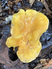 Cantharellus lateritius