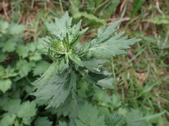 Rhopalomyia foliorum