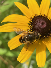 Eristalis nemorum