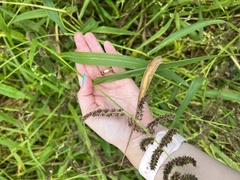 Echinochloa muricata