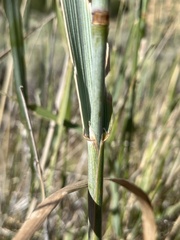 Leymus cinereus