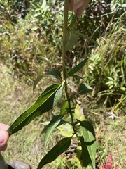 Helianthus grosseserratus