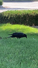 Corvus brachyrhynchos