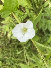 Ipomoea lacunosa