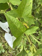 Ipomoea lacunosa