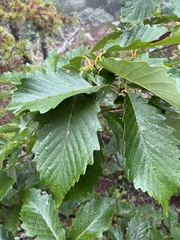 Quercus montana