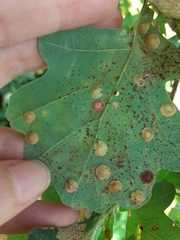 Neuroterus albipes